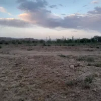 گاو و گوسفند،زمین