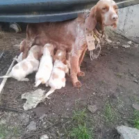 سگ وتوله شکاری