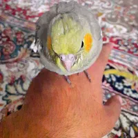 عروس هلندی|پرنده|قم, حاج زینل|دیوار