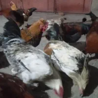 خروس محلی|حیوانات مزرعه|پیر سلیمان, |دیوار