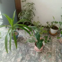 گل و گیاه
