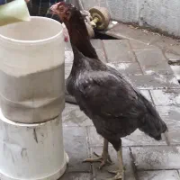 مرغ لاری معاوضه با مرغ رسمی تخم گذار