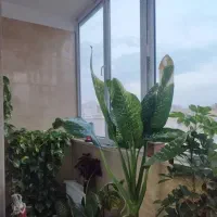 آپارتمان-یاغچیان-گلشهر-پرواز-باغچه-بان