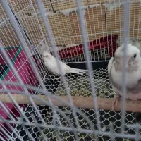 عروس هلندی