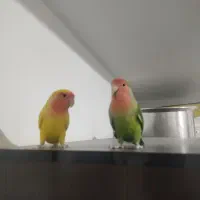 طوطی برزیلی|پرنده|رباط‌کریم, مسکن مهر آبشناسان|دیوار