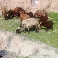 میش بره|حیوانات مزرعه|نیشابور, مازول|دیوار