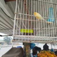 قناری مست|پرنده|سوسنگرد, |دیوار