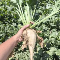 فروش چغندر برای دام