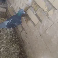 کبوتر اهوازی