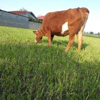 گاو شیری دورگ سیمنتال ۸ماه شکم