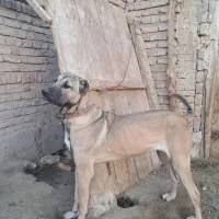 ماده سرابی اصیل|سگ|سراب, |دیوار