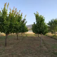 فروش زمین کشاورزی با کل امتیازها