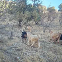 بز داشت|حیوانات مزرعه|ثلاث باباجانی, |دیوار