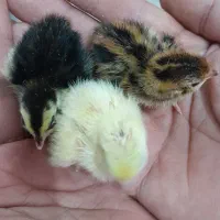 جوجه بلدرچین