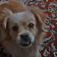 سگ پاپی خوشگل