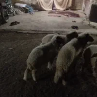 خرمشهر