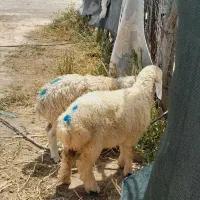 ۲راس بره ماده(رودبار شاهباد )