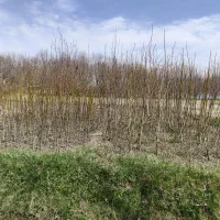 حراج نهال گردو محلی