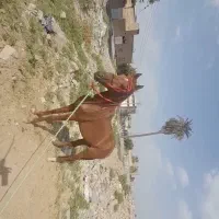 دوتا اسب|اسب و تجهیزات اسبسواری|اهواز, اسلام آباد شرقی|دیوار