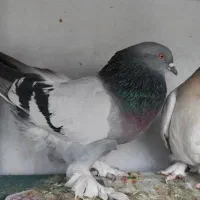 کبوتر یا کفتر سبز سوسنی ذات ترکیه ای