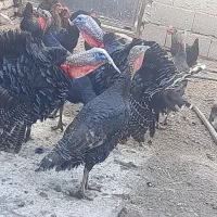 بوقلمون نروماده