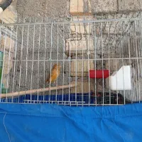 قناری ماده|پرنده|شیراز, شهرک قمشه|دیوار