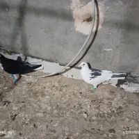 2تاصیدفروشی|پرنده|تربتحیدریه, ترمینال|دیوار