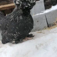 مرغ سلطان|حیوانات مزرعه|بومهن, |دیوار