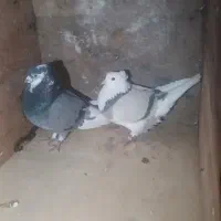 کبوتر شازده|حیوانات مزرعه|تاتار علیا, |دیوار