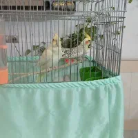 عروس هلندی نر وماده سوخنگو