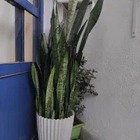 گل سانسوریا