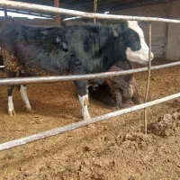 تلیسه دورگ سیمینتال آبستن