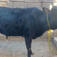 گوساله|حیوانات مزرعه|فیروزآباد (لرستان), |دیوار