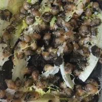 جوجه حلزون اچاتینا