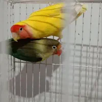 کوتوله برزیلی|پرنده|گلبهار, شهر جدید گلبهار|دیوار