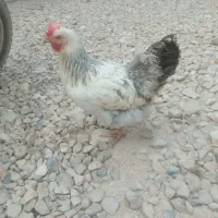 مرغ تخم گذار|حیوانات مزرعه|آبپخش, |دیوار