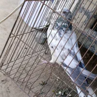 کفتر ترونی نر