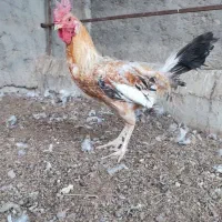 خروس مرغ و جوجه شوربایی