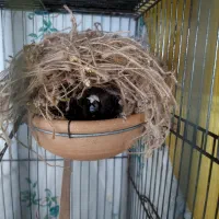 فنچ بنگالی|پرنده|کرج, کمال‌شهر|دیوار