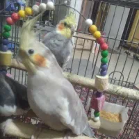 عروس هلندی|پرنده|پاکدشت, شهرک امام رضا|دیوار