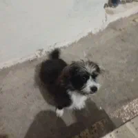 سگ شیتزو ماده