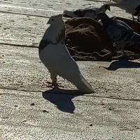 کبوتر طوقی|پرنده|مریوان, |دیوار