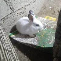 خرگوش لوپی فروشی