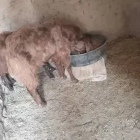 بز مری نر فروشی