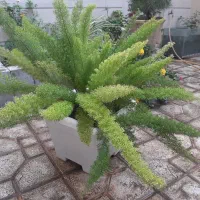 فروش گل|گل و گیاه طبیعی|مشهد, تربیت (صدف)|دیوار