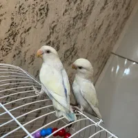طوطی برزیلی