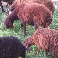 بره نر