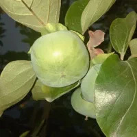 خریدار خرمالو