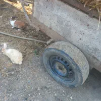 خرگوش|موش و خرگوش|گرگان, |دیوار