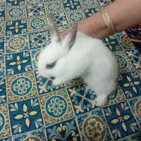 خرگوش سالم سالمه